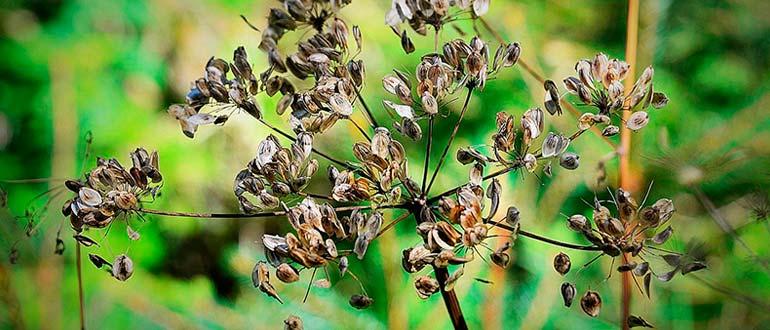 семена моркови