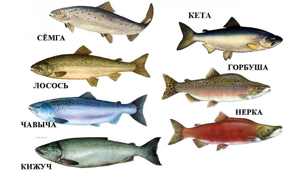 Названия красных рыб семейства лососевых Семейство лососевых рыб