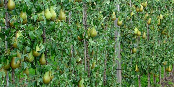 сформированное-дерева