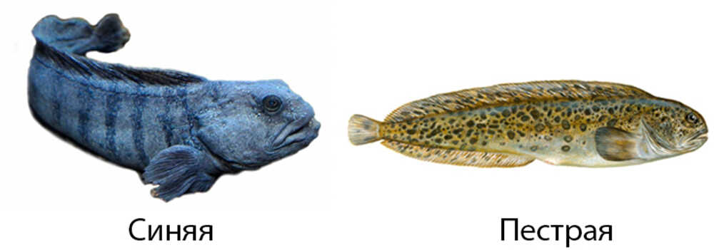 Внешний вид синей и пестрой зубатки Синяя и пестрая зубатка