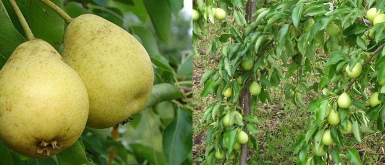 Скороспелка из Мичуринска