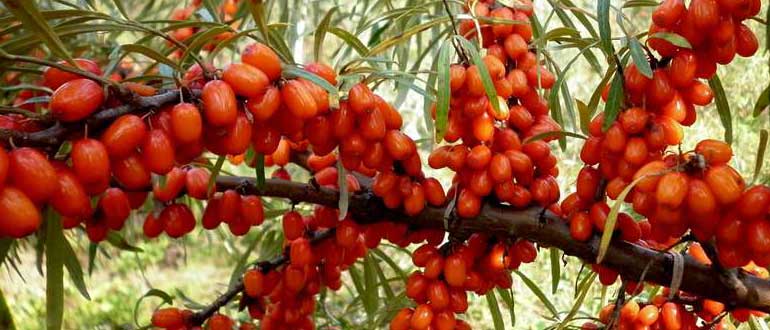 сократовская