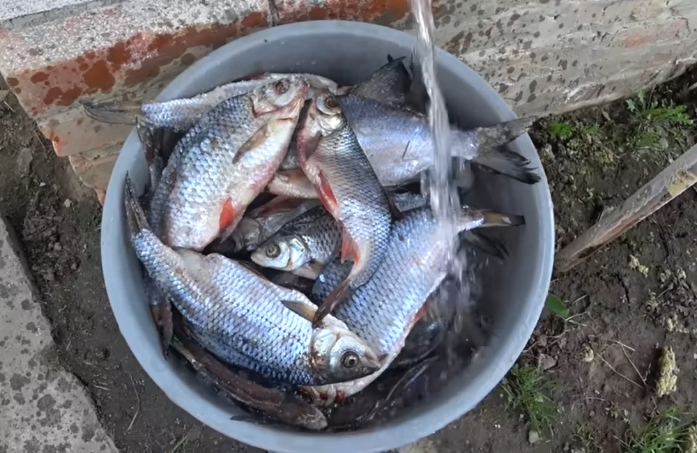 Рыбу заливают водой после мокрого посола Рыбу заливают водой