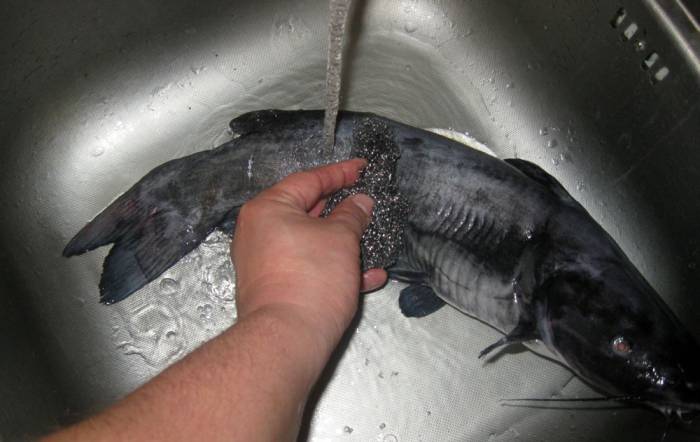 Промывка тушки сома под проточной водой Сом под водой