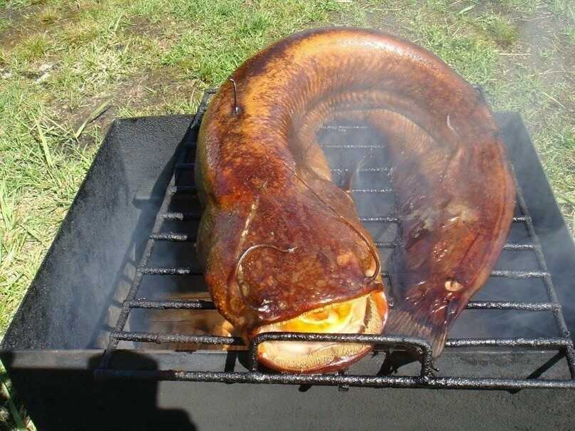 Готовка сома в коптильне Сом в коптильне горячего копчения