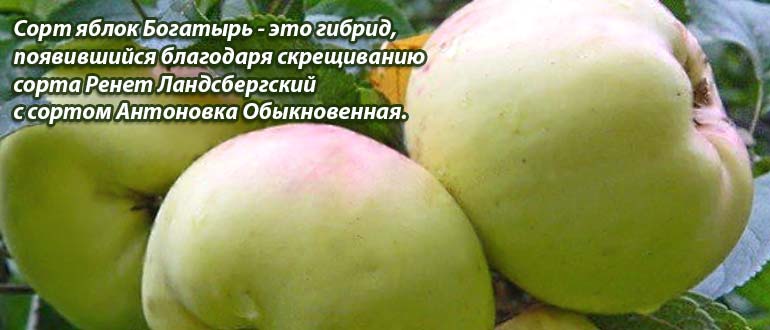 Сорт богатырь