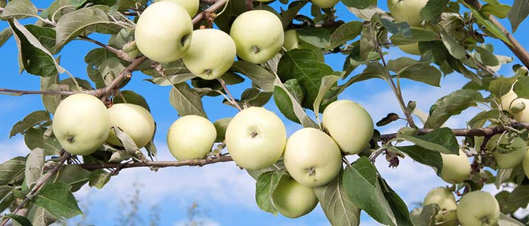 сорт яблок