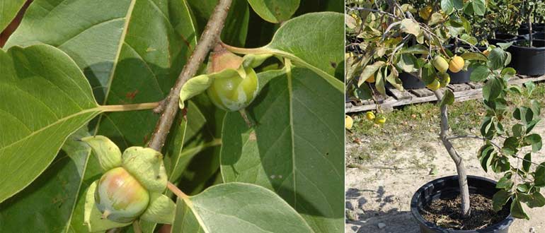 созревание хурмы