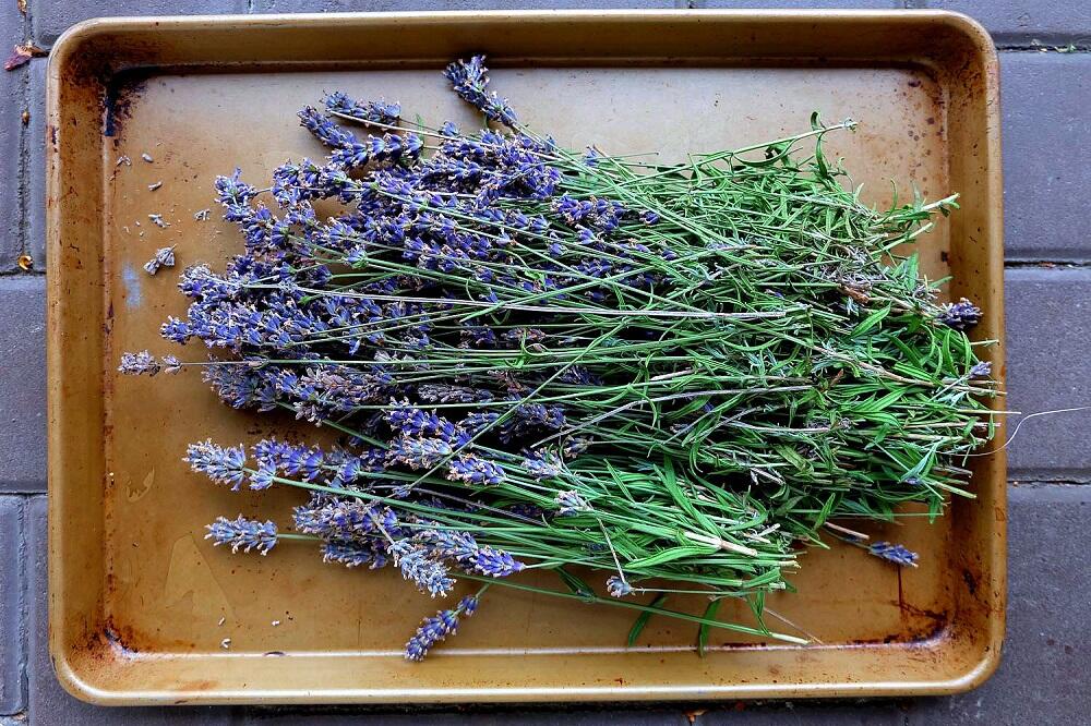 Стебли лаванды сушатся на подносе Срезанная лаванда лежит на подносе