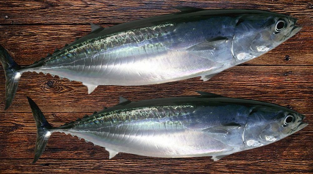 Как выглядит ставрида обыкновенная Ставрида обыкновенная