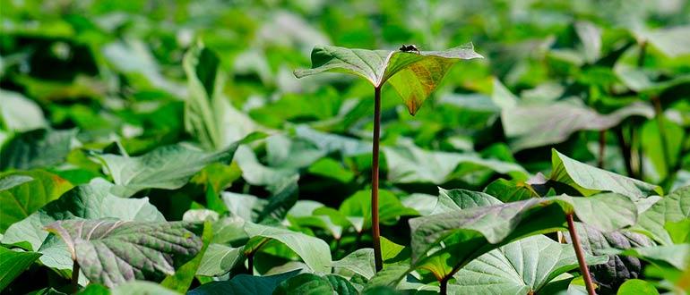 Стебли Батата