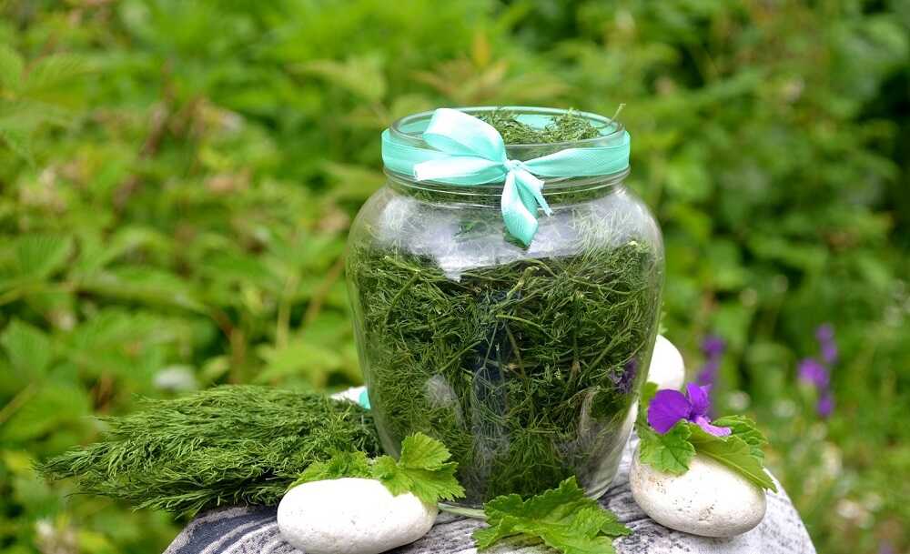 Хранение сушеной зелени в банке Стеклянная банка с сушеным укропом