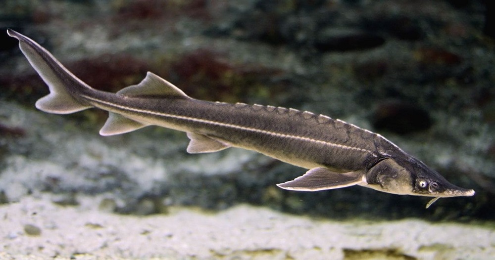 Как выглядит стерлядь Стерлядь в воде