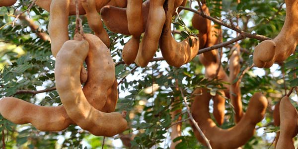 стручки-на-дереве