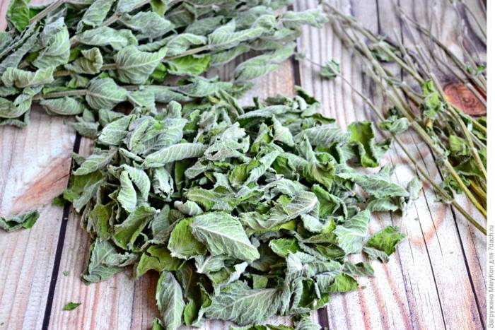 Сухие веточки мяты Сушка листьев мяты