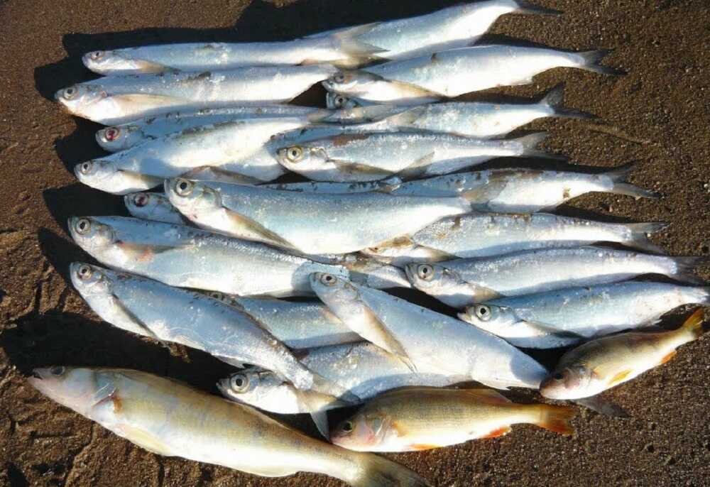 Свежая чехонь для вяления и соления Свежая рыба чехонь