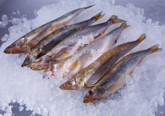 Свежевыловленная корюшка Свежая рыба на льду