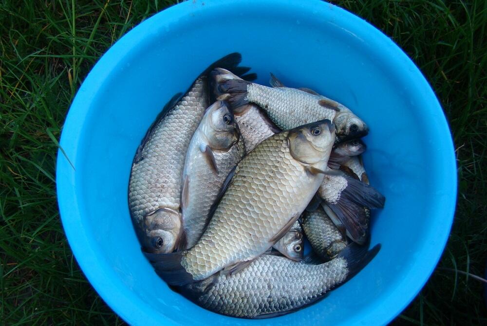 Свежевыловленная рыба для сушки Свежая рыба в синем тазике