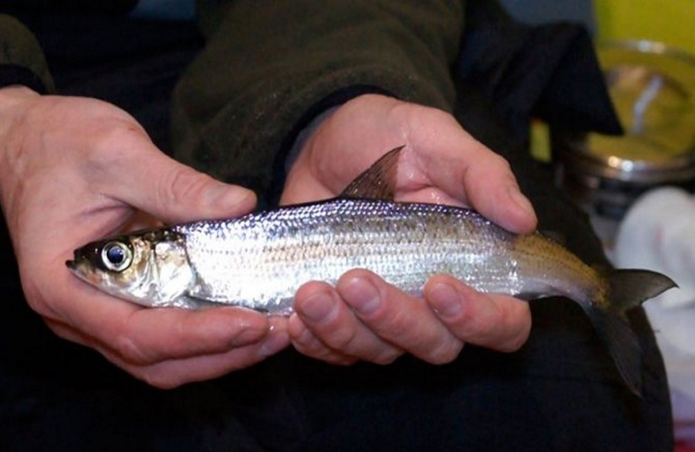 Мужчина держит в руках свежую ряпушку Мужчина держит в руках свежую рыбу