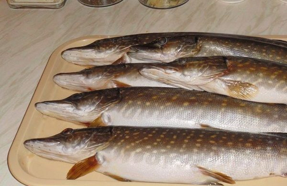 Свежие тушки щук для вяления На подносе свежие тушки щук