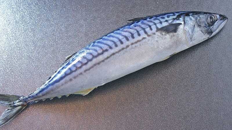 Как выглядит свежая скумбрия Свеежая скумбрия