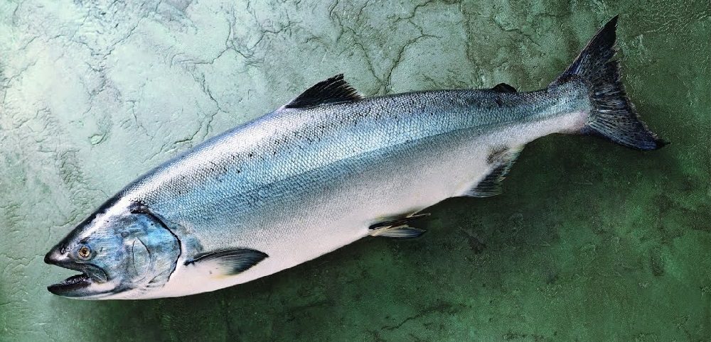 Как выглядит чавыча Свежая тушка чавычи