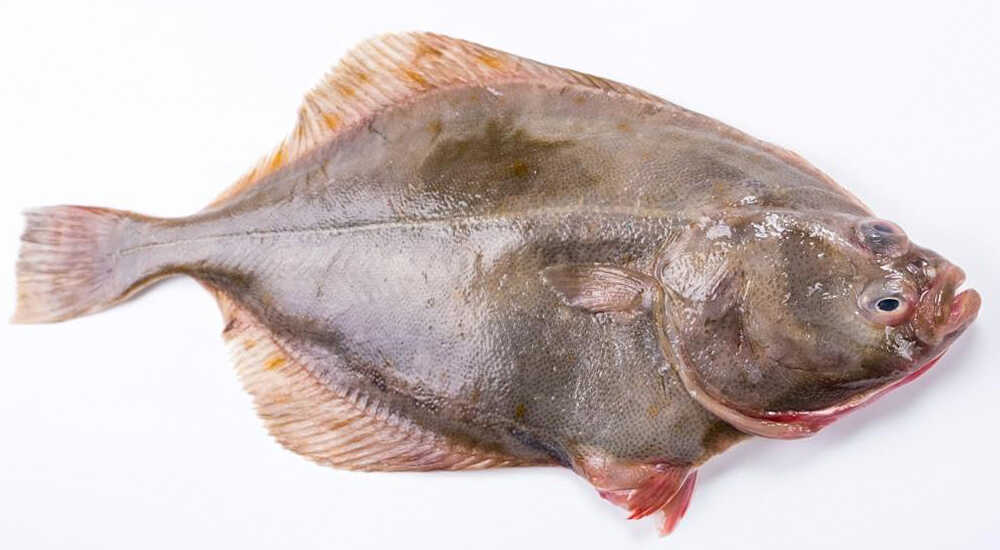 Непотрошеная тушка камбалы с головой Свежая тушка камбалы