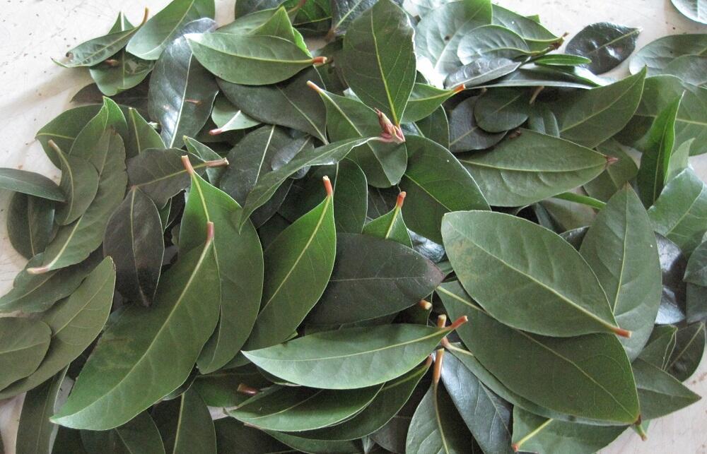 Подготовка лавровых листов к сушке Свежие лавровые листы лежат на столе