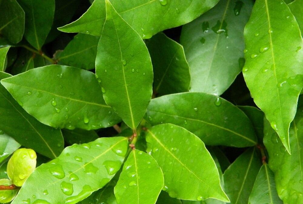 Живые лавровые листы Свежие листы лавра