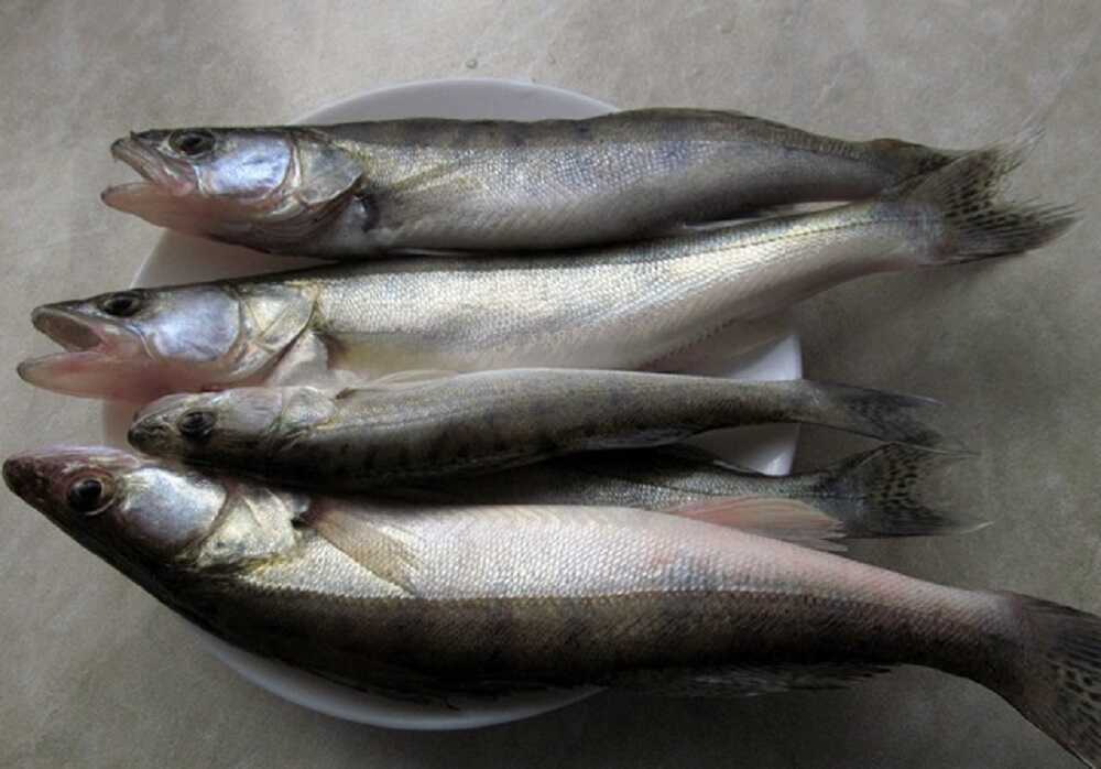 Приготовленный судак для засолки Рыбины судака для сухого посола