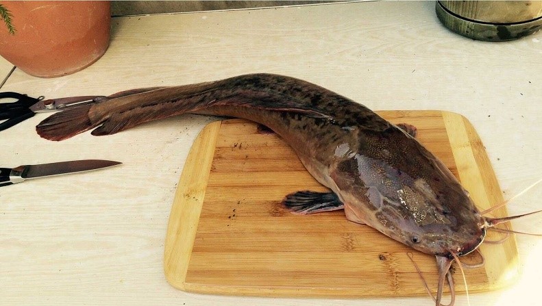 Как выглядит свежий сом Свежий сом