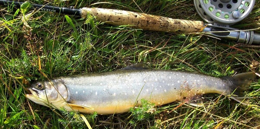 Как выглядит сибирский голец Свежий сибирский голец