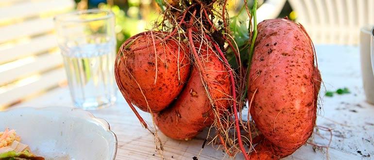 Свежий сладкий картофель