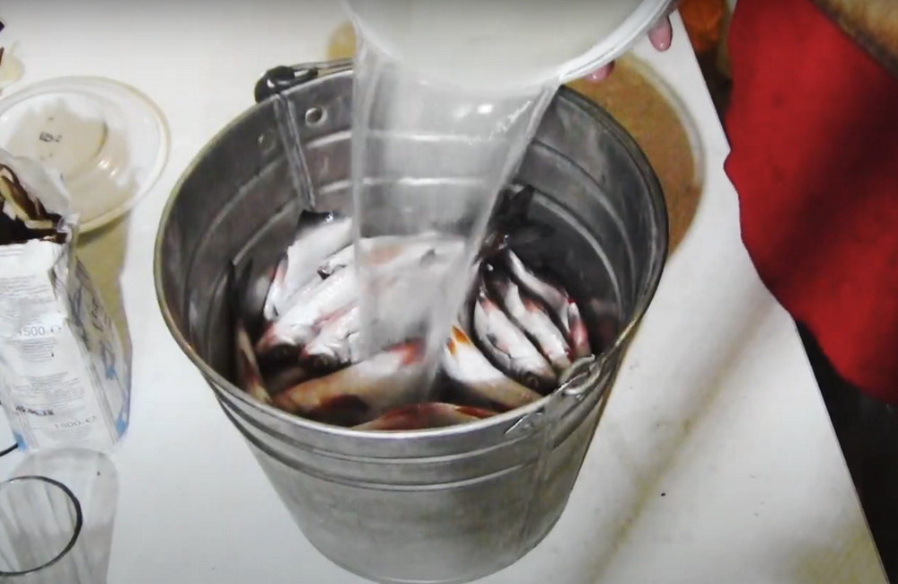 В ведро с сырой рыбой заливают рассол Сырую рыбу заливают рассолом