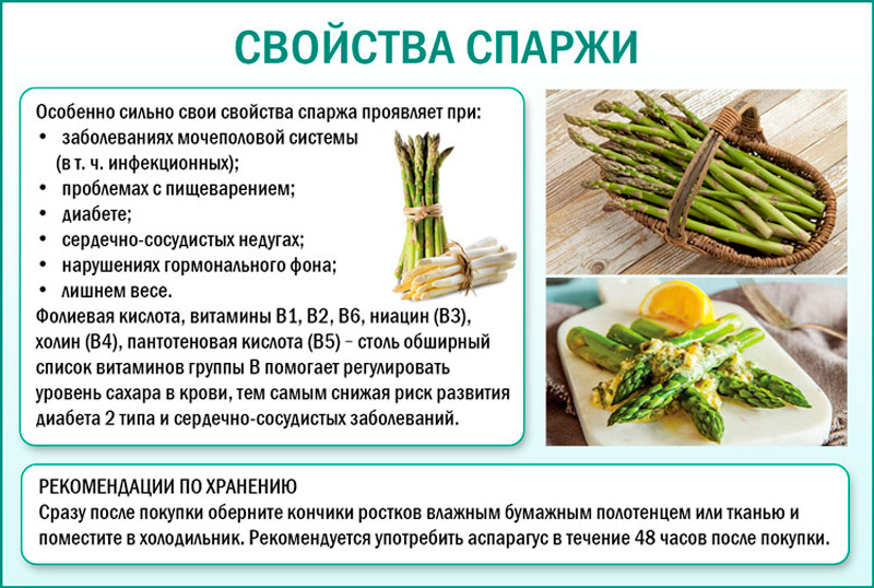 Полезные свойства спаржи Свойства спаржи