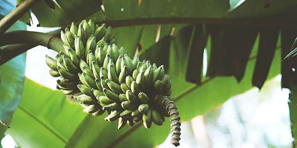 связка-на-растении