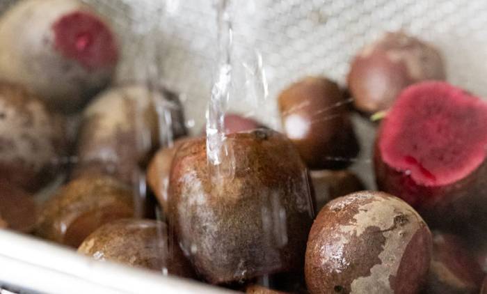 Промывание свёклы пот проточной водой Свёкла под водой