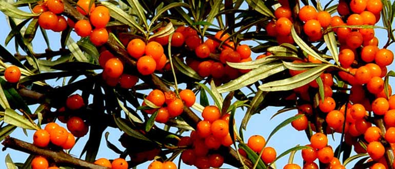 сюрприз балтики