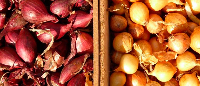 тара для хранения лука