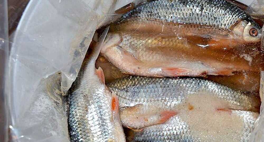 Засол тарани в тузлуке Тарань в рассоле