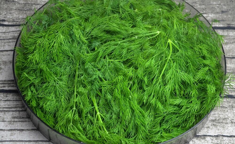 Свежая зелень для сушки Тарелка со свежим укропом