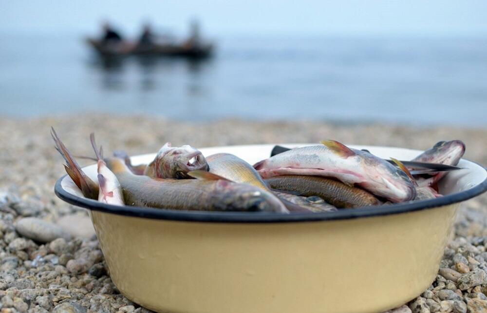 Рыба в тазу Тазик с рыбой