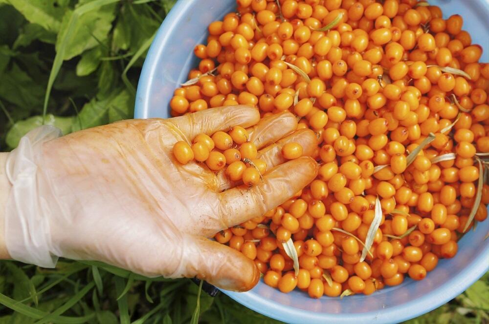 Свежесобранные ягоды для сушки Тазик с ягодами облепихи