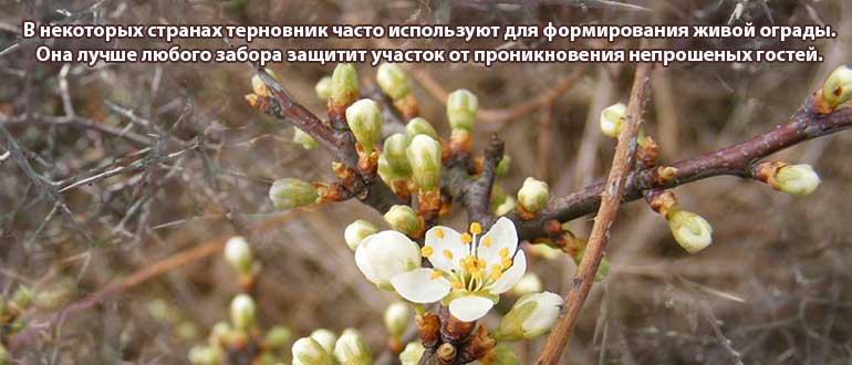 Терновник колючий