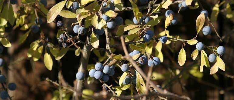 терновый куст