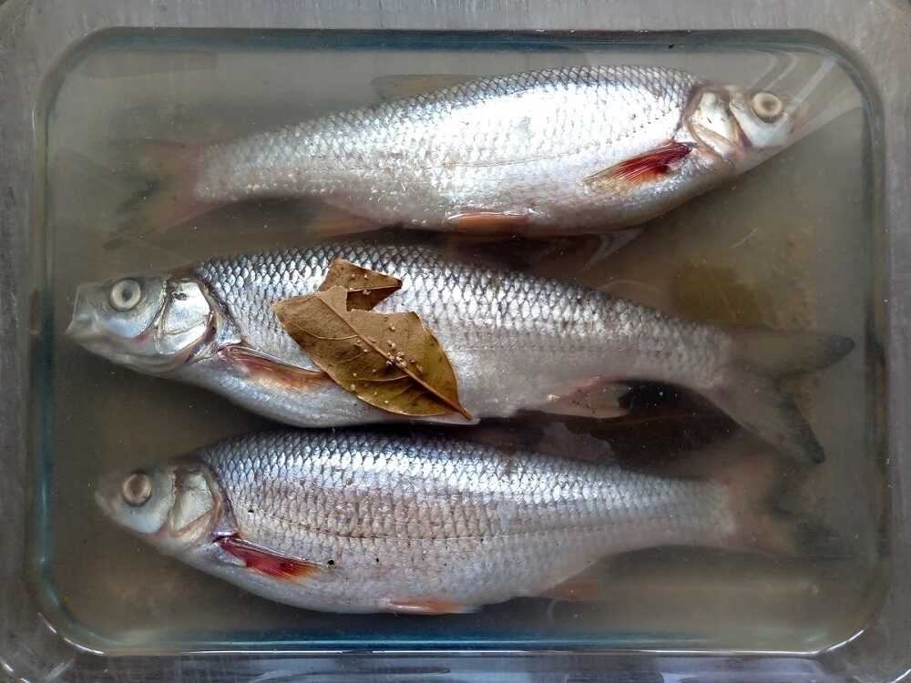 Вобла, засоленная в тузлуке Три свежих воблы в рассоле