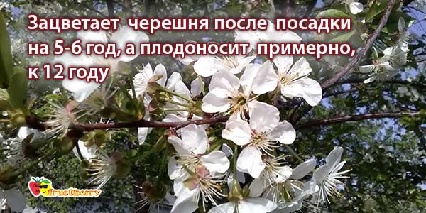 цветение-дерева