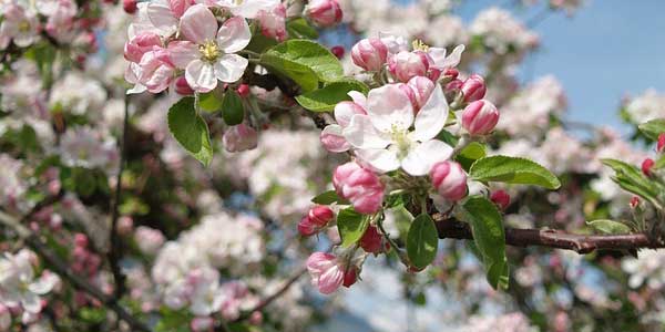 цветение-хорнетjpg