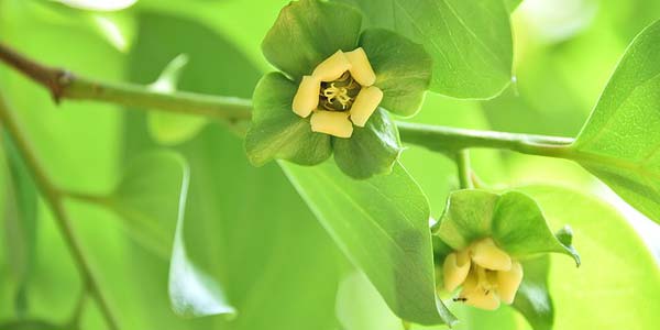 цветение-хурмы