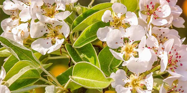 цветение-конференции